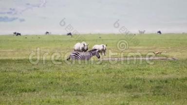 斑马羚羊和白犀牛在非洲草原上的牧场在炎热的日子